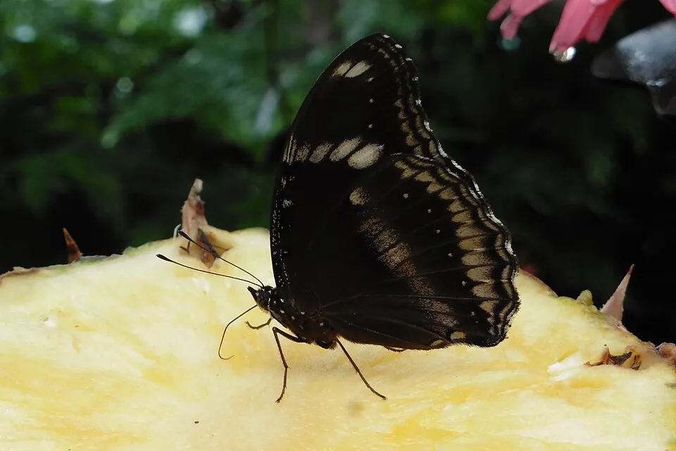 Singapore Changi: A butterfly in the Butterfly Garden · T3 transit · 2024